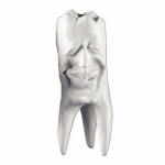 Zęby gipsowe Hinrichs tooth collection ''Ecki''