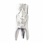 Zęby gipsowe Hinrichs tooth collection ''Rudi''