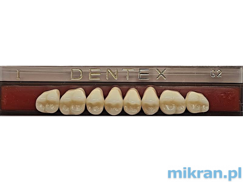 Zęby boczne Dentex 8szt